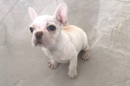法国斗牛犬有攻击性吗