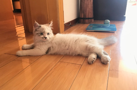 猫鼻支后遗症症状