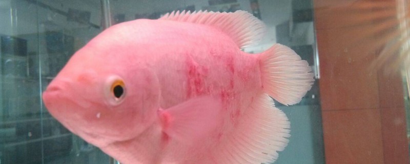 招财鱼全身红血丝怎治