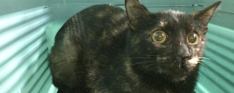玳瑁猫和三花猫的区别