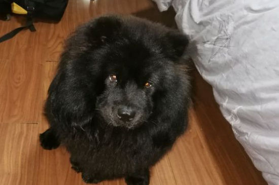 松狮缺点