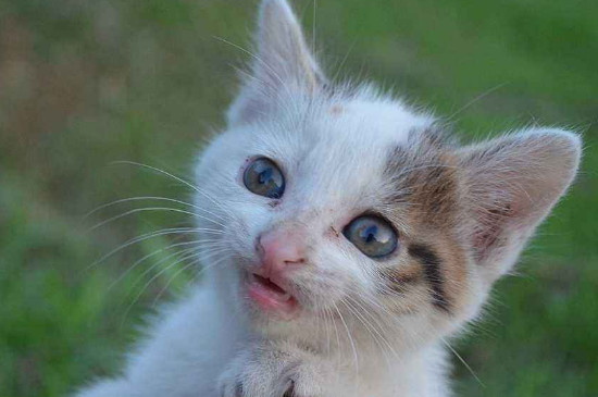 猫为什么喜欢吃鱼
