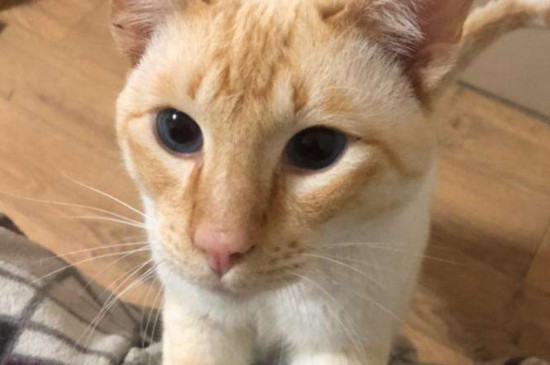 猫一个蛋能配种吗