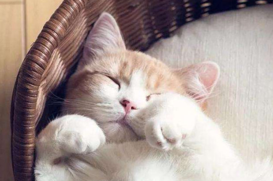 养猫脏吗