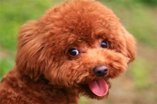 泰迪狗一天吃几顿，幼犬3～5顿成犬2～3顿