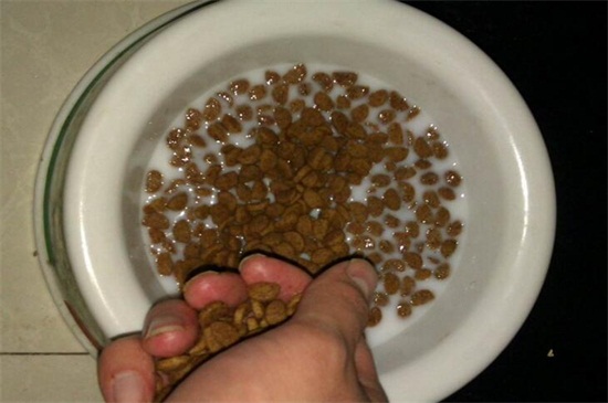 泡狗粮用冷水还是热水