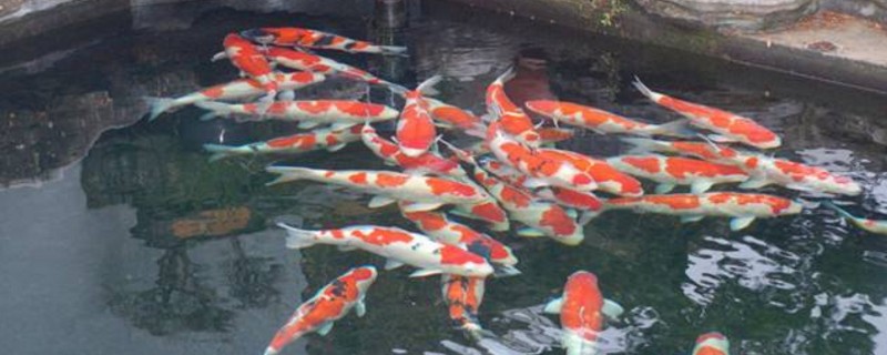 锦鲤鱼池适合养什么植物