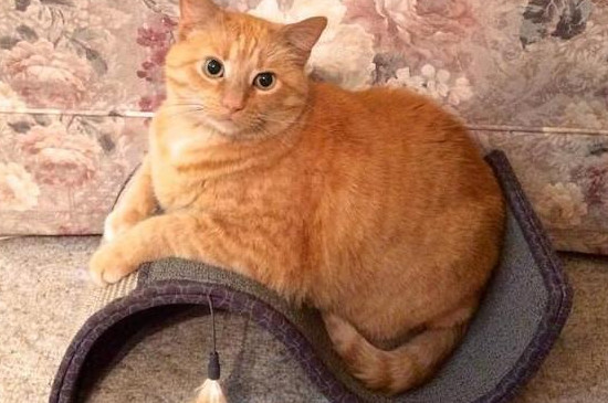 橘猫真的容易胖吗