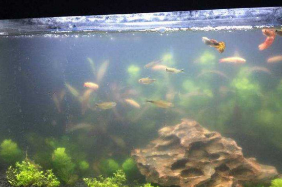 养鱼的水浑了怎么回事
