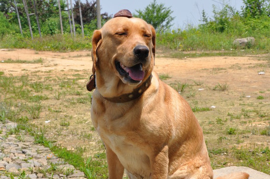拉布拉多多大吃成犬粮