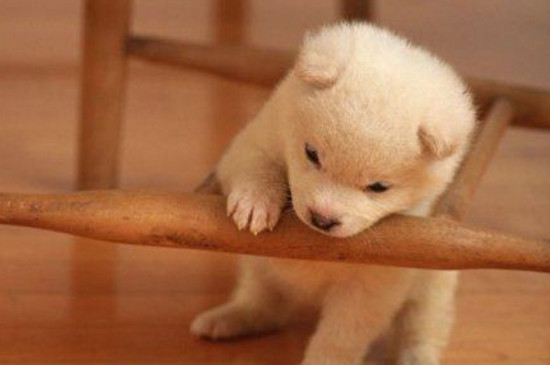 狗狗口腔溃疡怎么办
