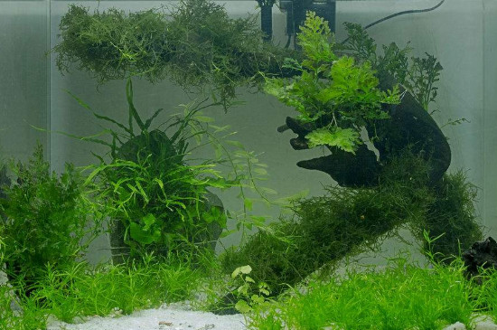 鱼缸没有氧气泵能养鱼吗