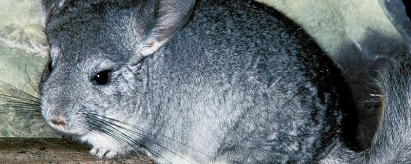 被龙猫咬出血有事吗
