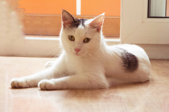怎么能让猫咪拉屎不臭
