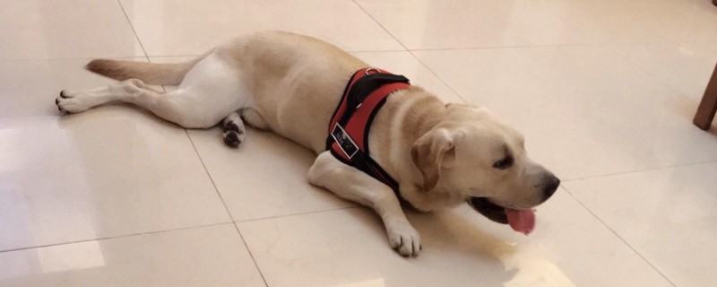 狗狗不吃狗粮,闻闻不吃