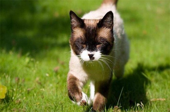 怎样训练公猫开脚