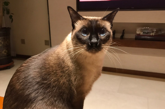 猫白血病能活多久