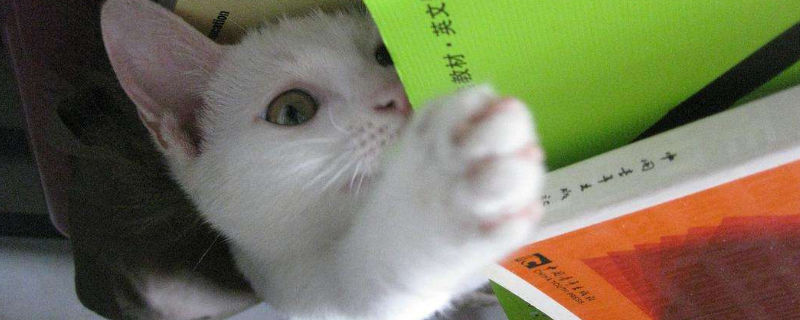大学宿舍养猫注意事项