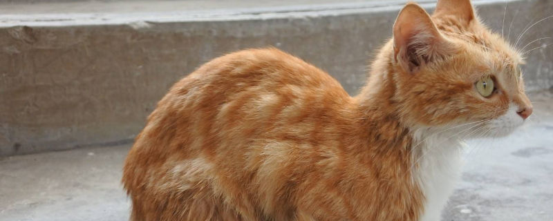 橘猫为什么总爱叫