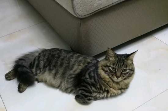 猫白血病能活多久