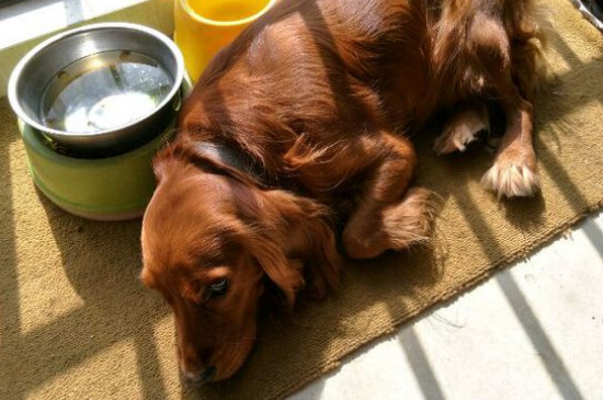 英卡犬为什么没尾巴