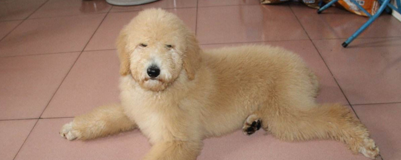 巨贵属于禁养的大型犬吗
