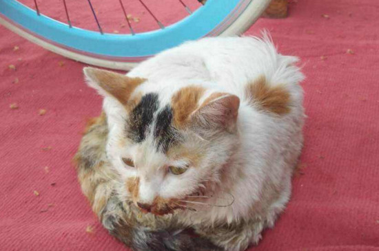 猫毛怎么打扫