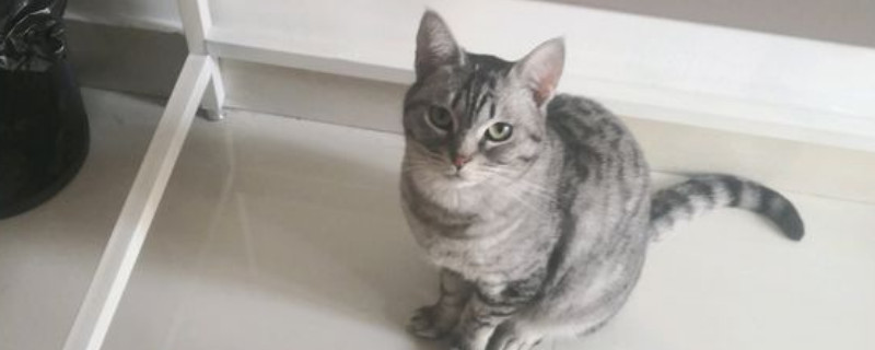 猫呼吸带轻微哨子声