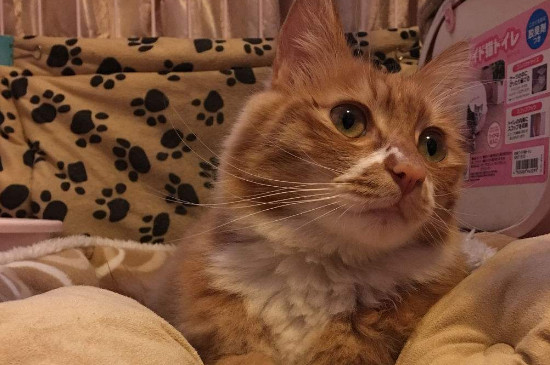 土猫和宠物猫的区别