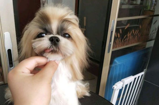西施犬体味大吗