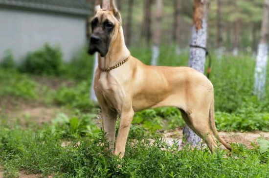 女生为什么不能养大丹犬