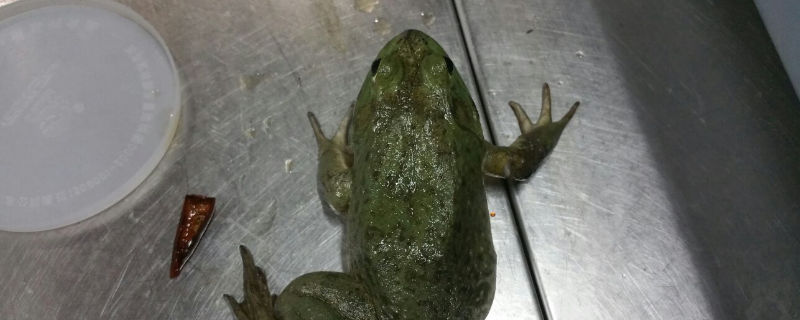 牛蛙可以当宠物养吗