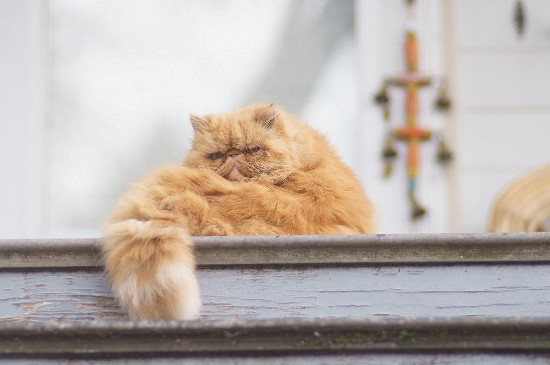 猫一直打颤是怎么回事