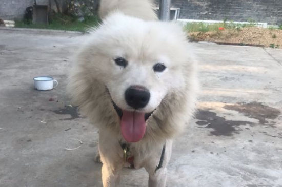 狗狗拉稀带血精神正常