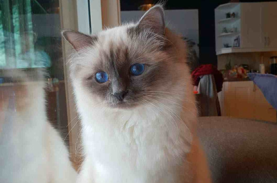 怎么让猫不叫
