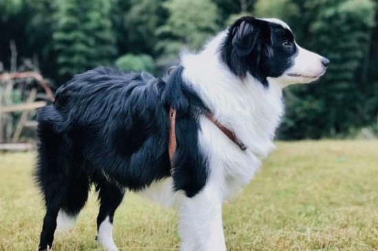 怎样训练边境牧羊犬