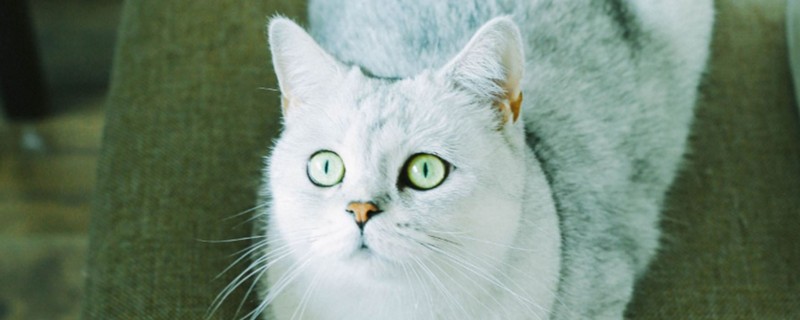 母猫越来越瘦怎么办