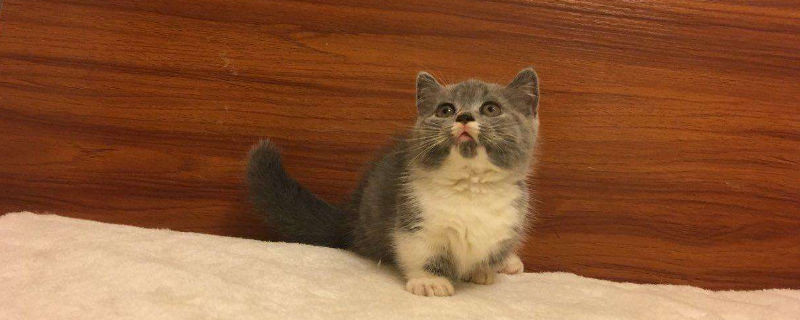 一个月的小猫吐固体奶