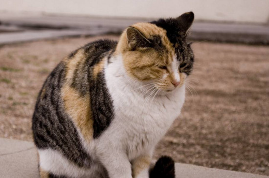 猫咪为何要抱咬主人