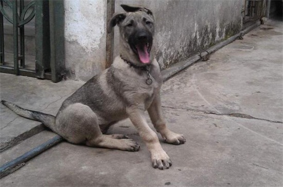 狼青不吃东西是什么病，消化不良或者寄生虫犬瘟所致