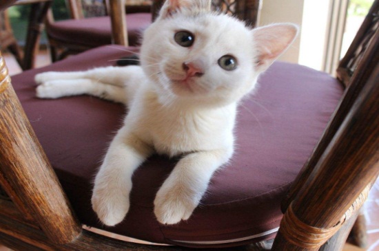 猫脖子掉毛