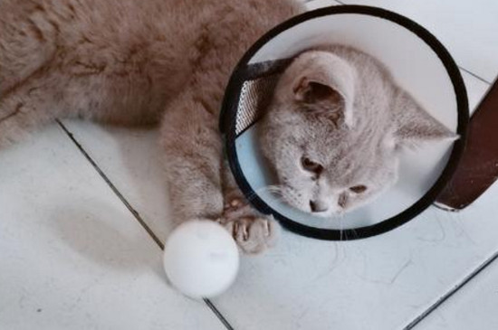 猫频繁上厕所尿一点点