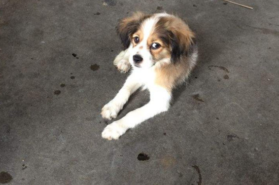 狗狗多大打疫苗