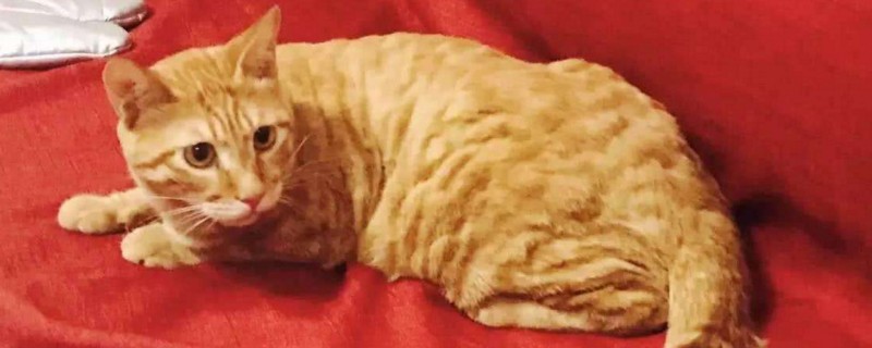 怎么能让猫咪安静下来