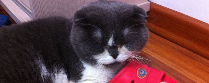 如何让母猫接受公猫