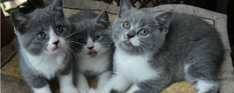 猫脚扭伤的反应