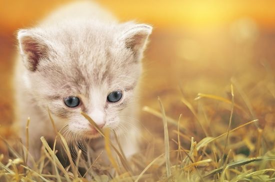 猫能吃松子吗