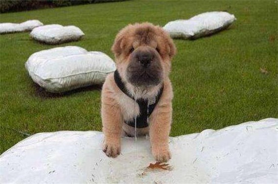 狗的狂犬病的症状