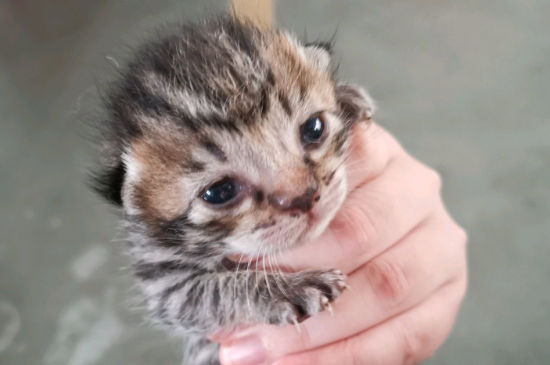 老猫为什么会吃小猫