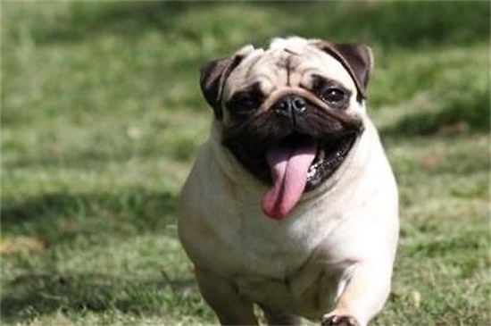 巴哥犬吃什么比较好，最适合巴哥犬吃的4种营养食物